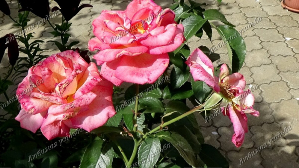 Важно правильно и вовремя обрезать розы после цветения